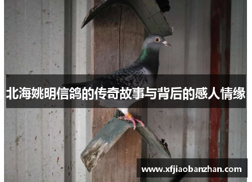 北海姚明信鸽的传奇故事与背后的感人情缘